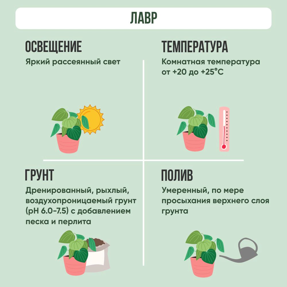 Лавр d14 см h40 см