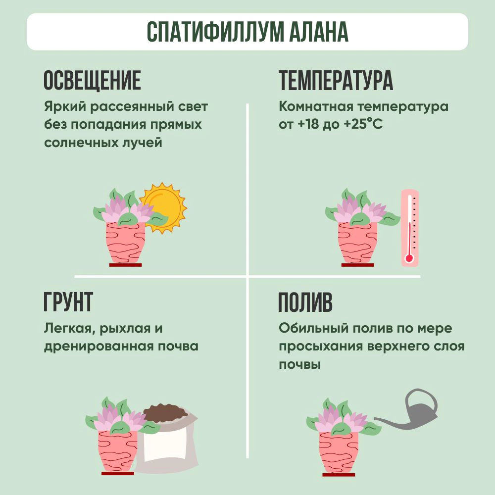 Спатифиллум Алана d12 см h45 см