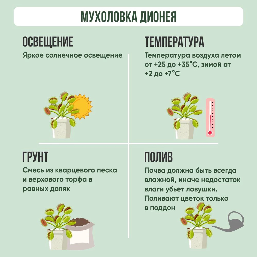 Дионея Мусципула d9 см h15 см