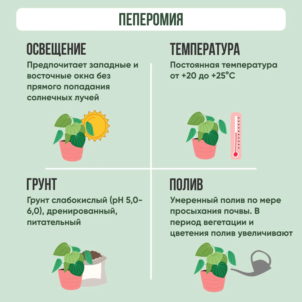 Пеперомия Обтусифолия d10 см