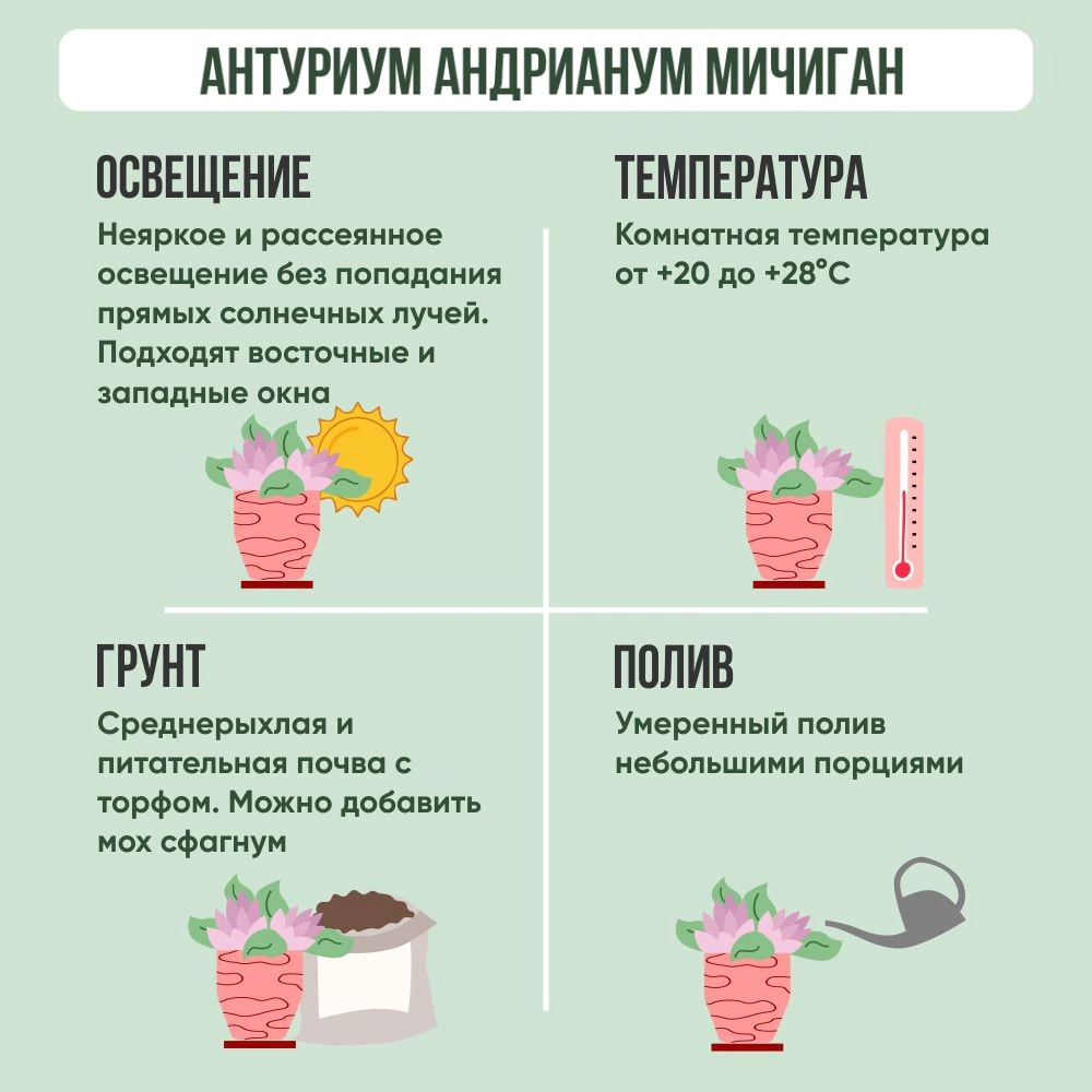 Антуриум андрианум Мичиган d14 см h50 см