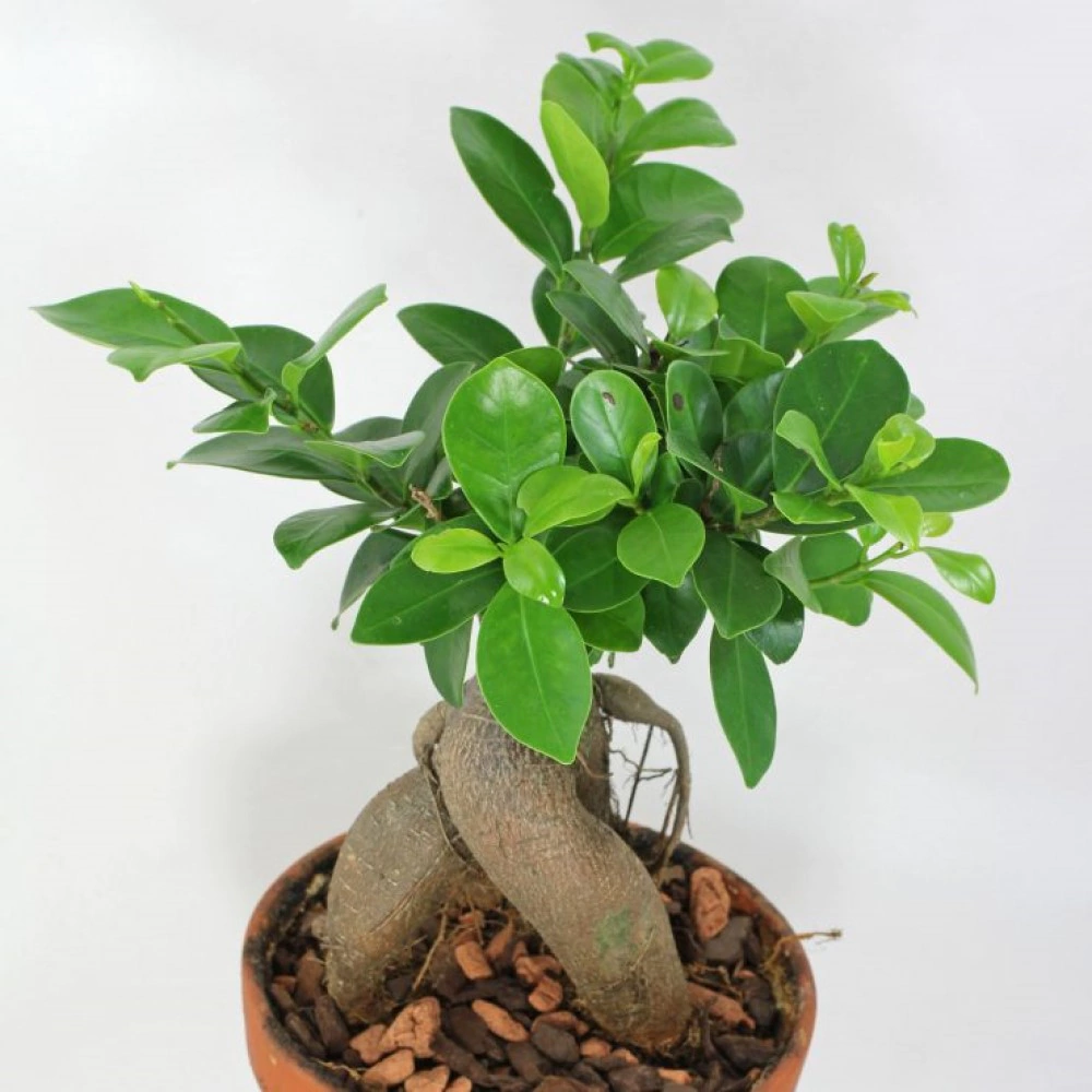Фикус микрокарпа Гинсенг d12 см h35 см