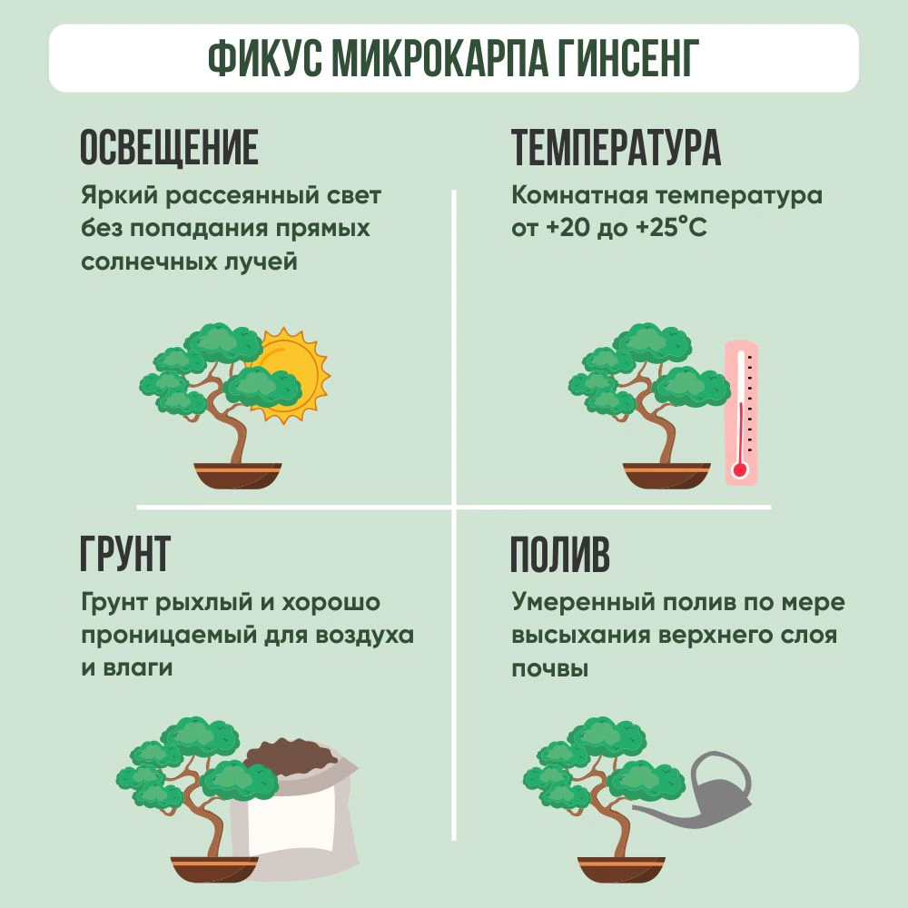 Фикус микрокарпа Гинсенг d12 см h35 см