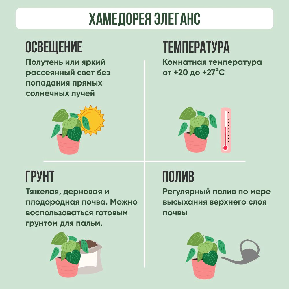 Хамедорея элеганс d9 см h35 см