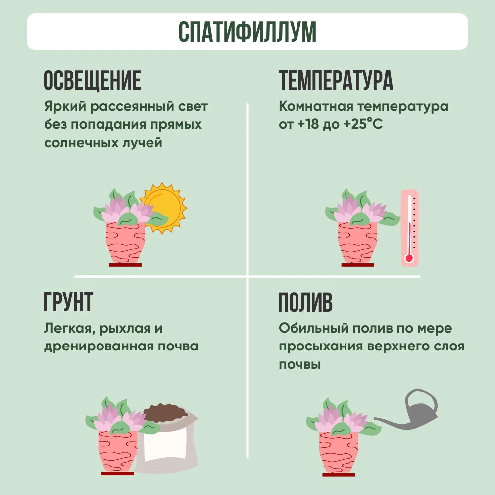 Спатифиллум d14 см