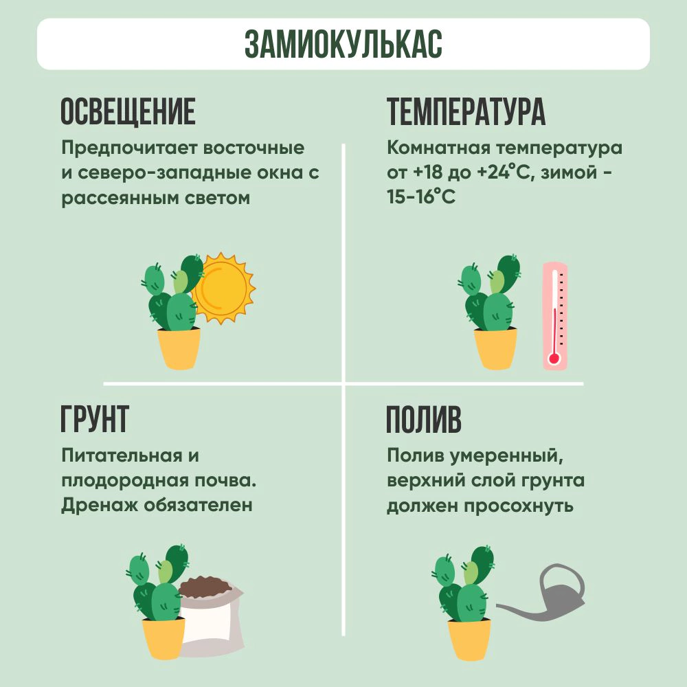 Замиокулькас d12 см ФК