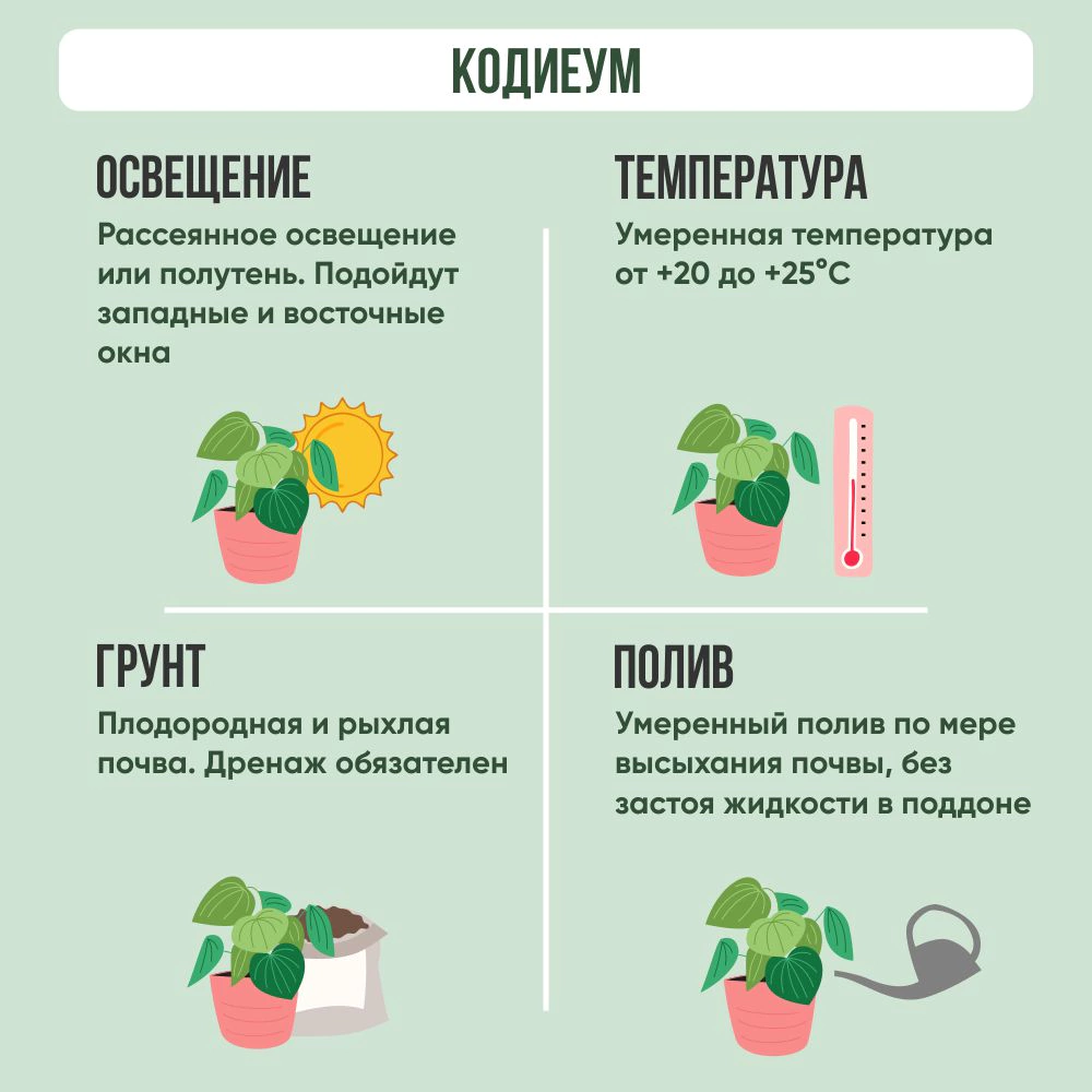 Кодиеум микс d5 см h15 см