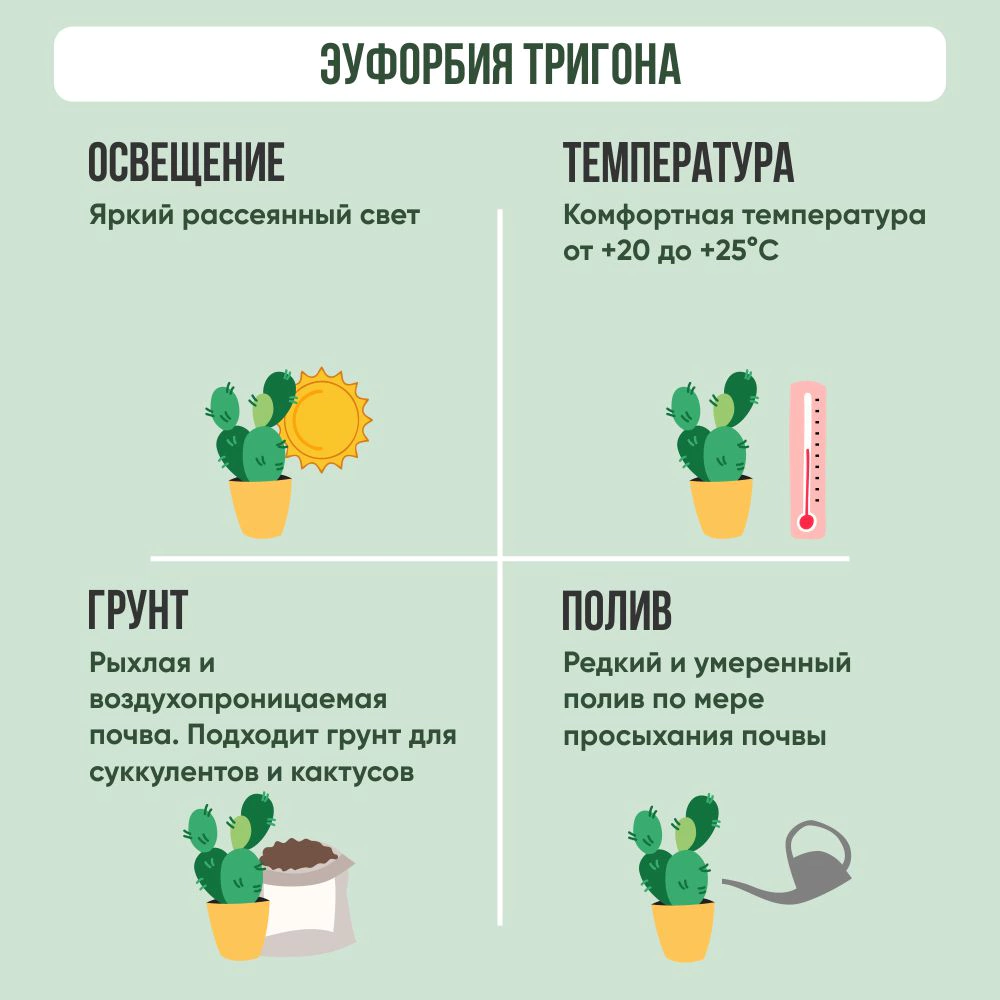 Молочай трехгранный d13 см