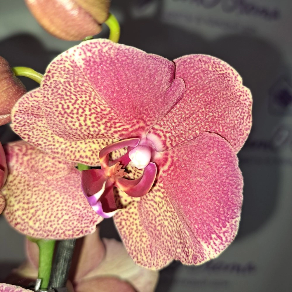 Фаленопсис 2 ветки микс d12 см h50 см