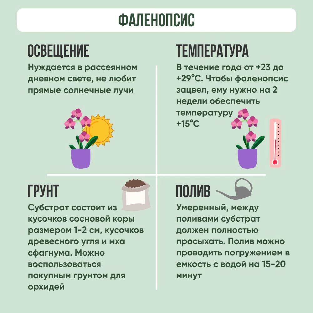 Фаленопсис 2 ветки микс d12 см h50 см