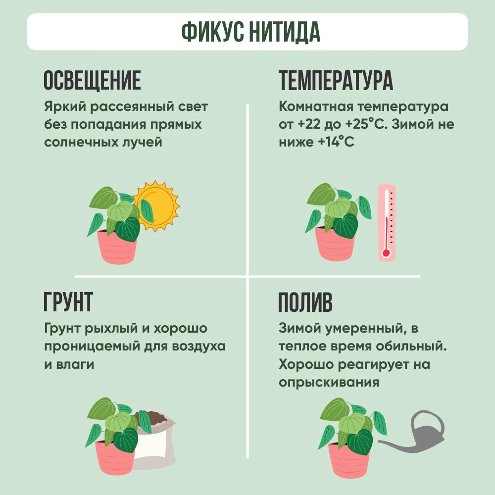 Фикус Нитида на штамбе d24 см h100 см