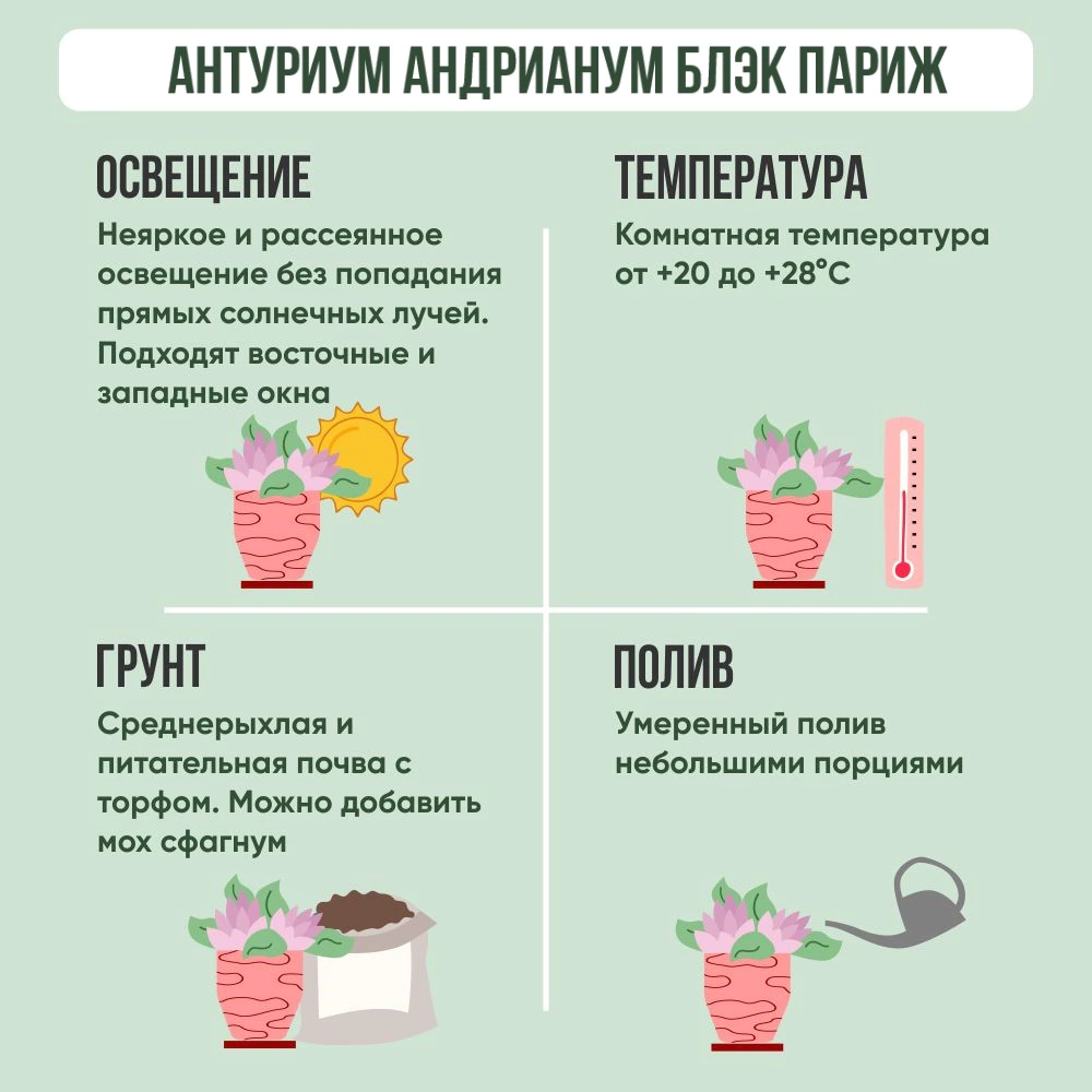 Антуриум андрианум Блэк Париж d14 см h50 см