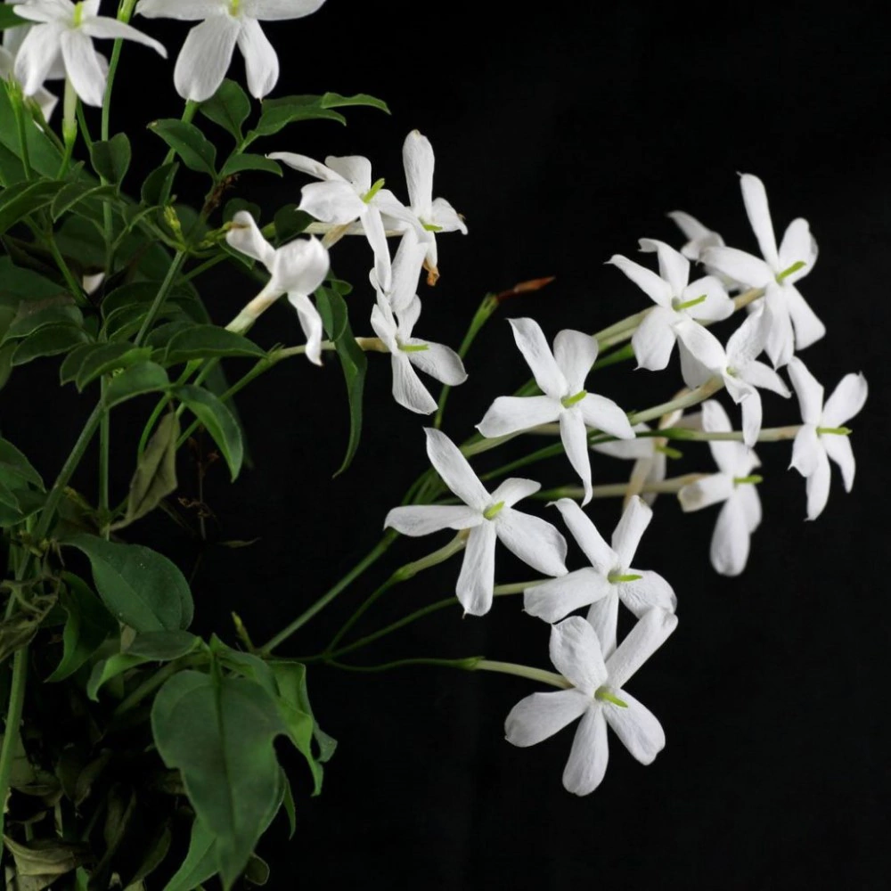 Жасмин многоцветковый d12 см h35 см