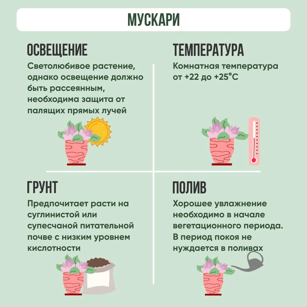 Мускари 5 луковиц d10 см