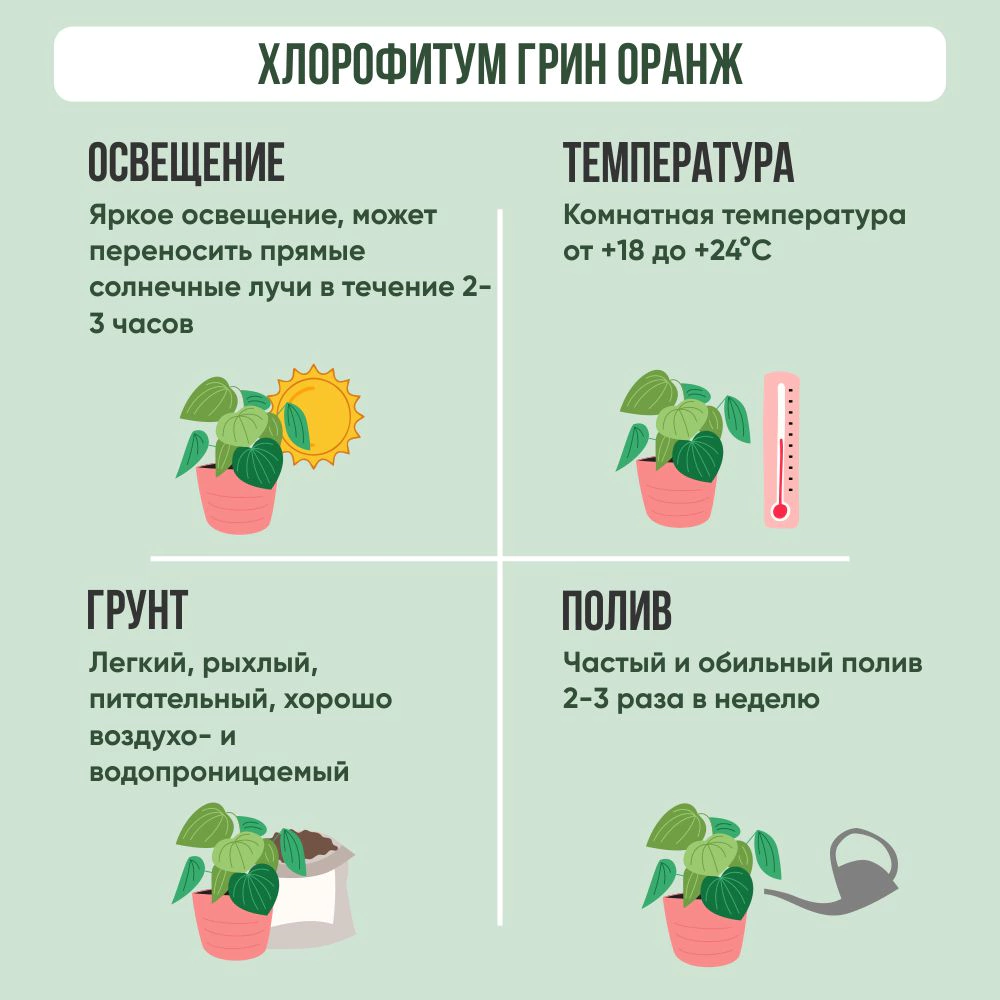 Хлорофитум Green Orange d12 см (АгЦ)