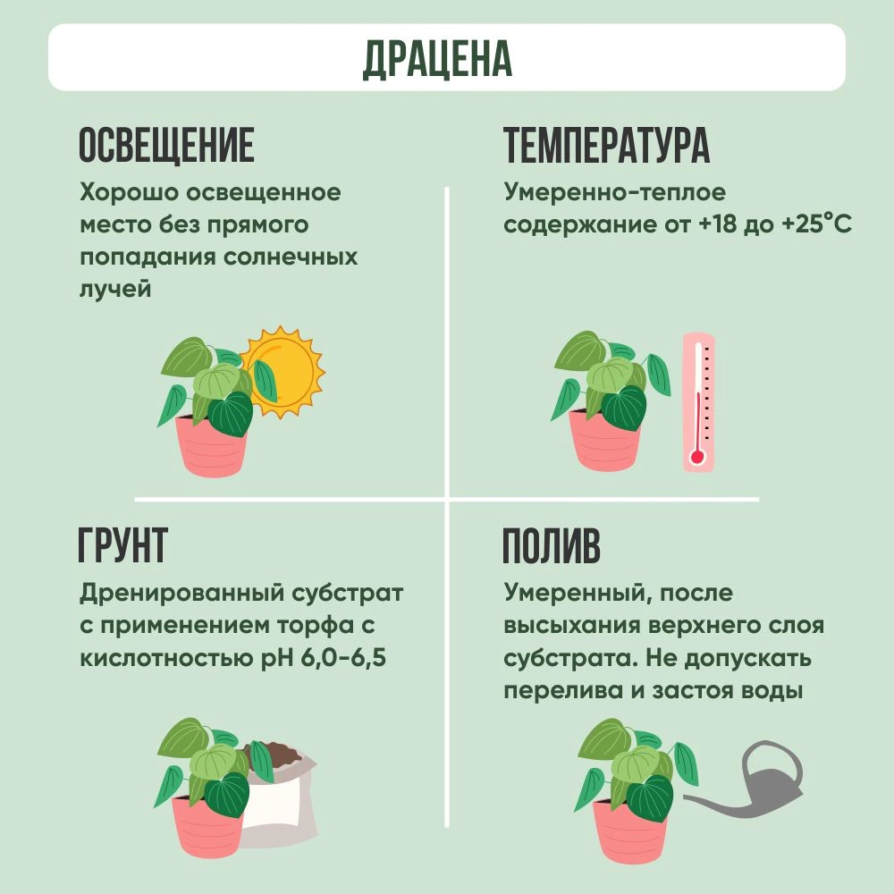 Драцена Голд Коаст 2 ствола d17 см h70 см