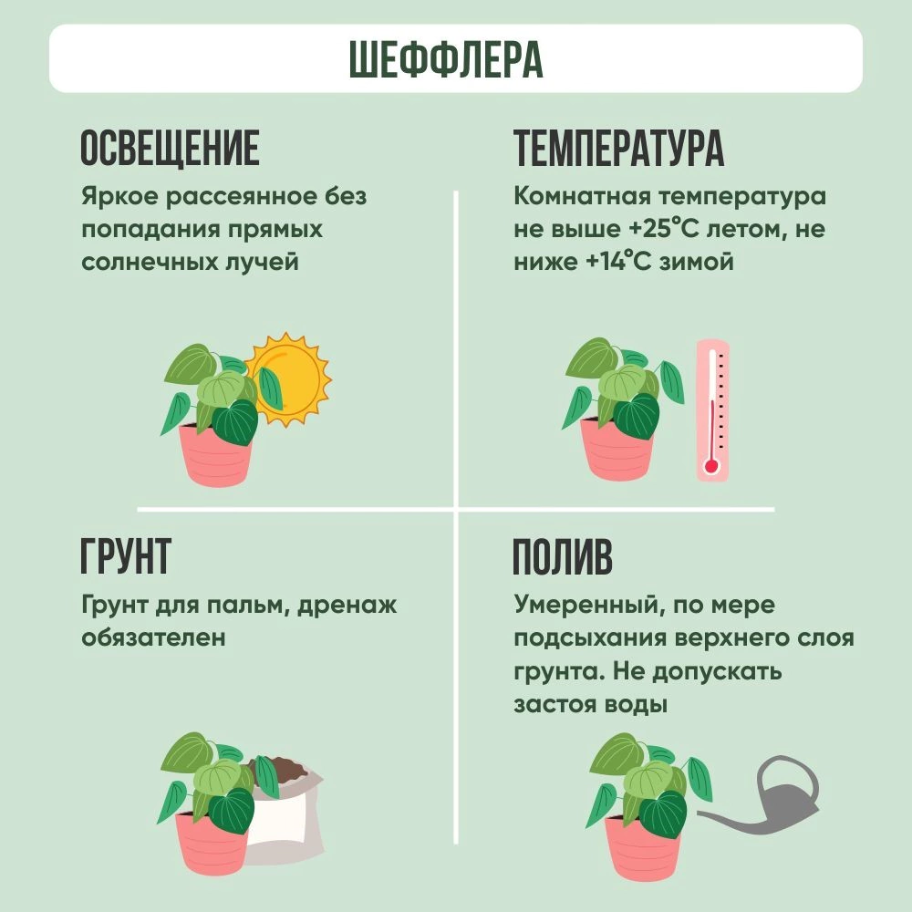 Шеффлера переплетенная d21 см h70 см