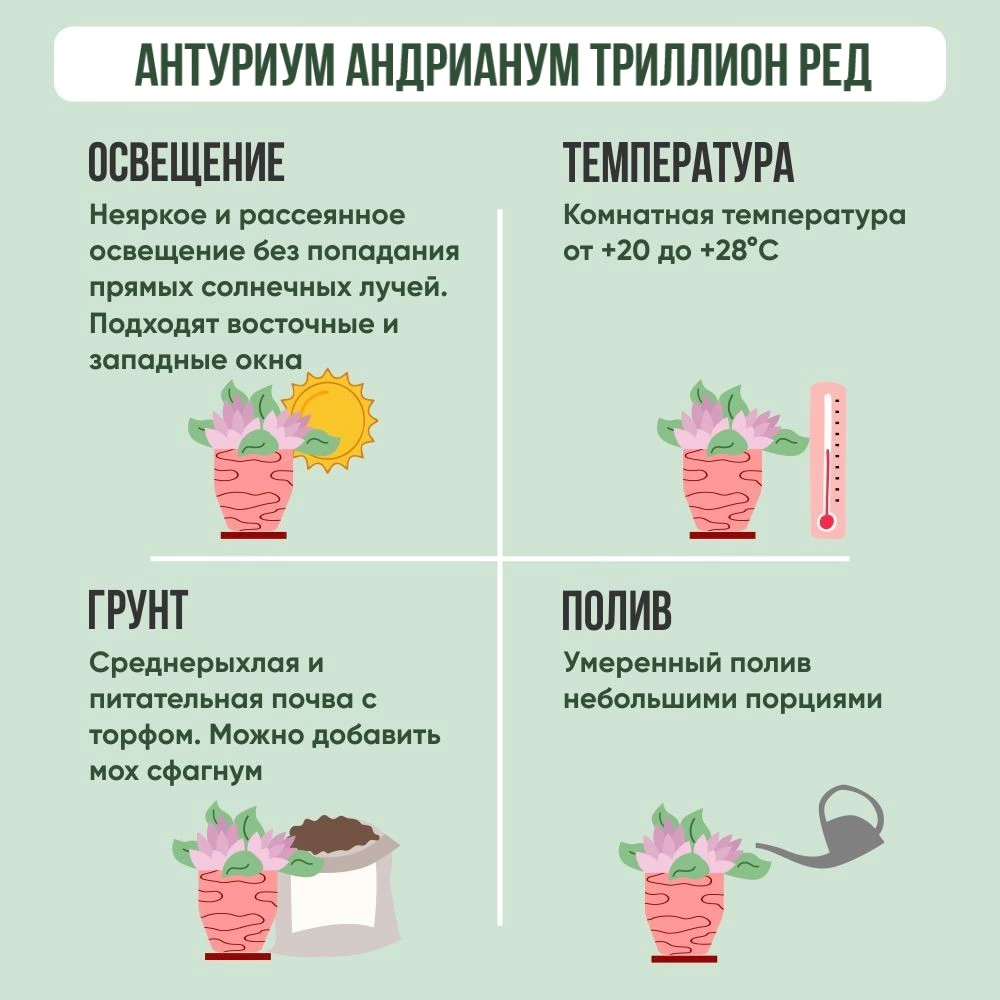 Антуриум андрианум Триллион Ред d12 см h35 см