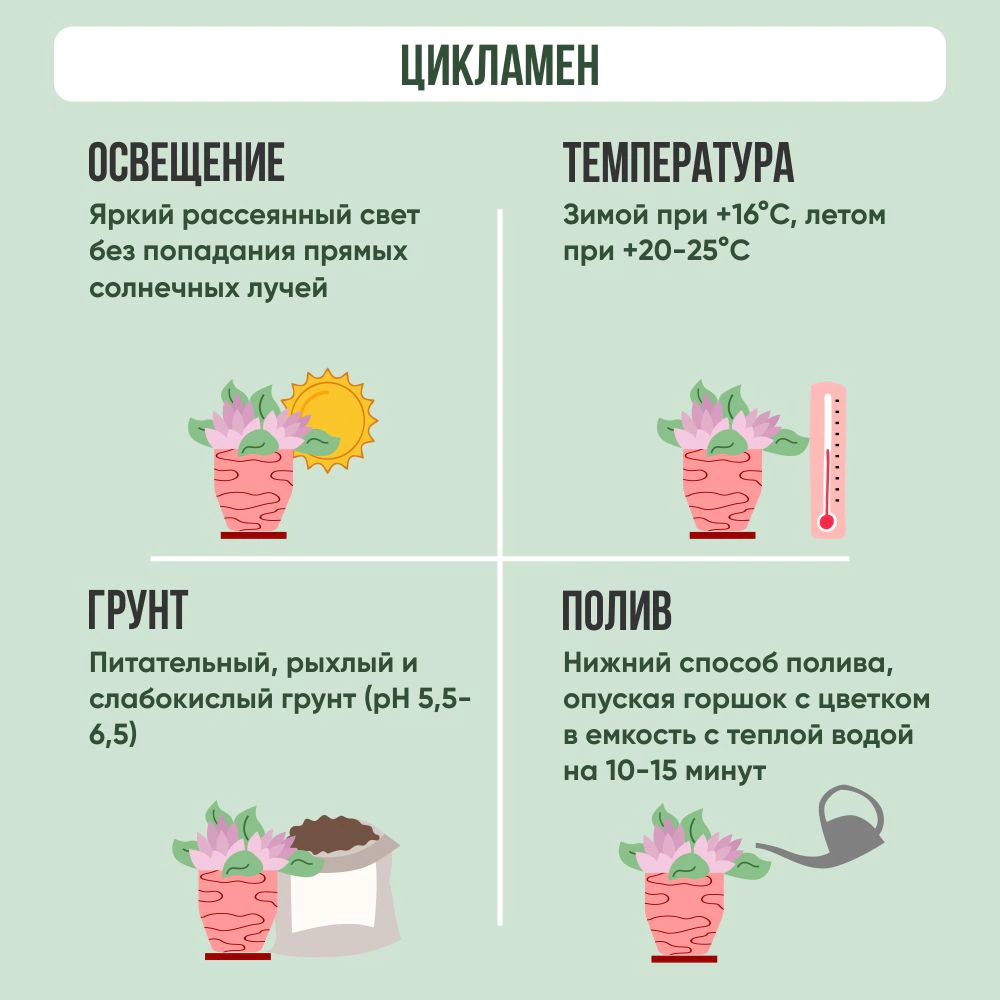 Цикламен d13 см h30 см