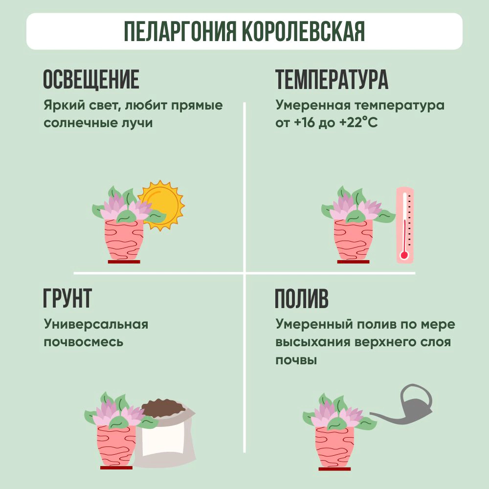 Пеларгония микс Королевская d12 см