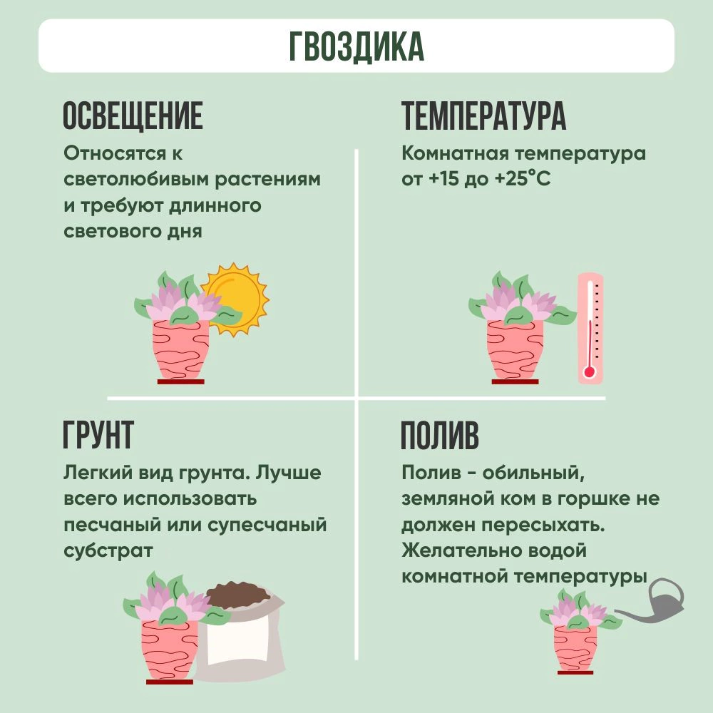 Диантус (садовая гвоздика) микс d11 см h20 см