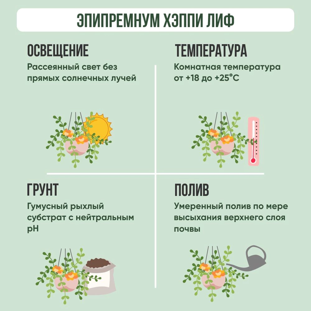 Эпипремнум Хэппи Лиф d12 см h20 см