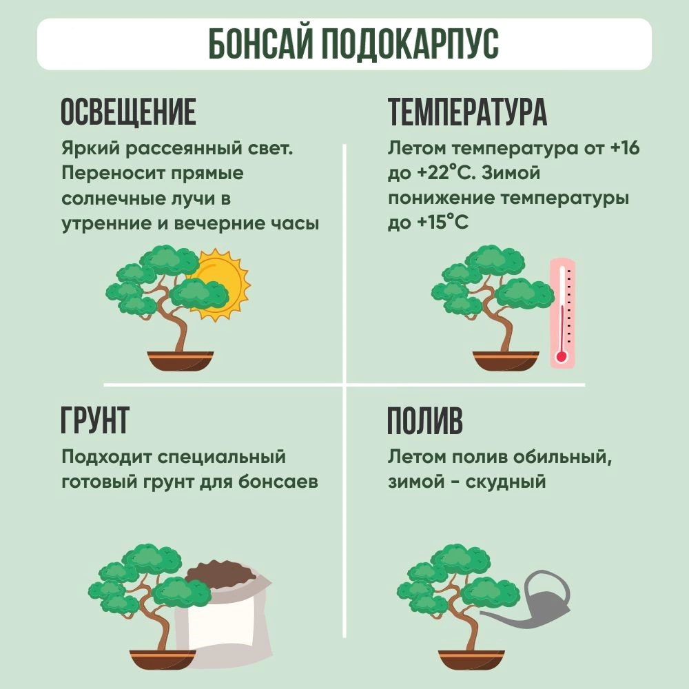Подокарпус крупнолистный d15 см