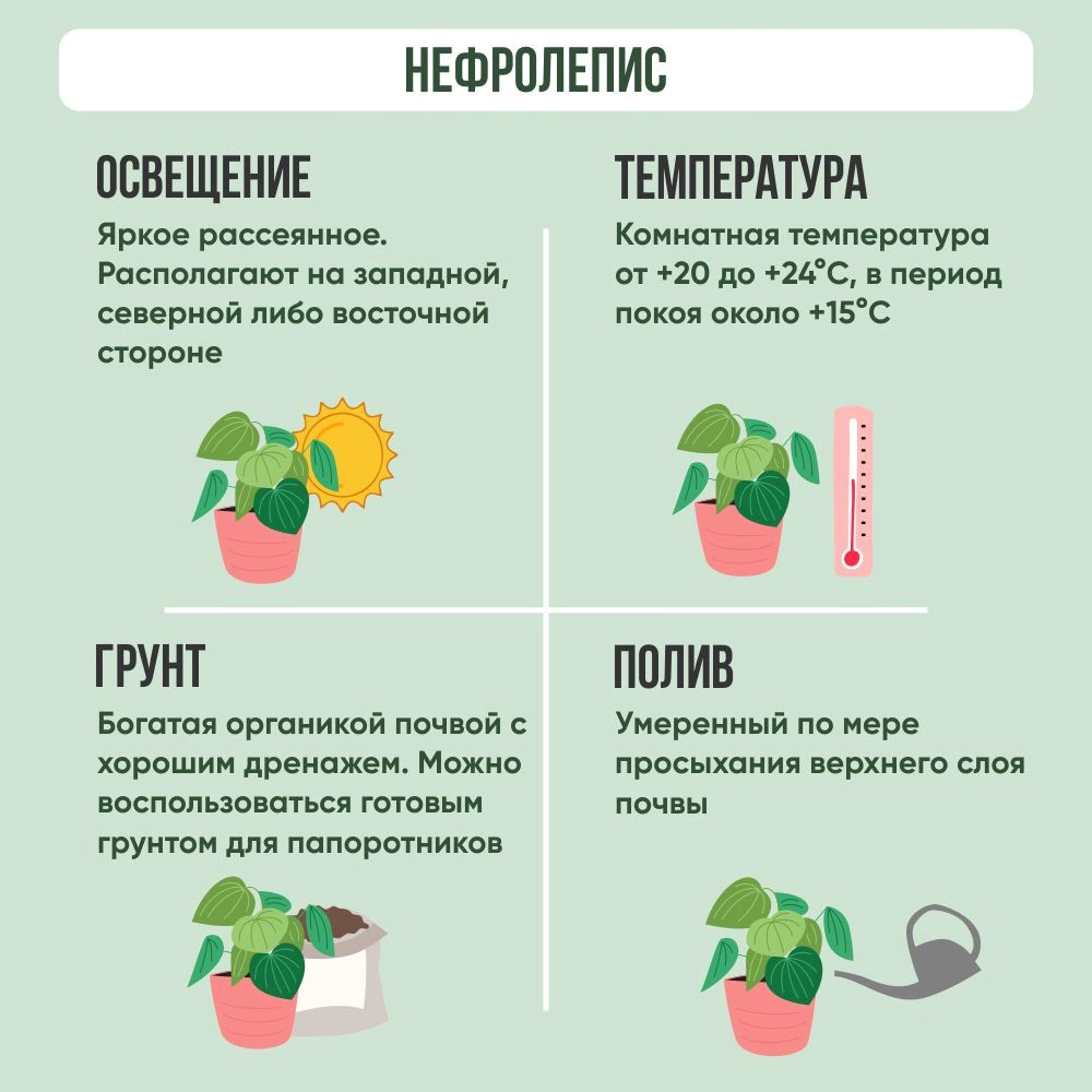 Нефролепис возвышенный d13 см
