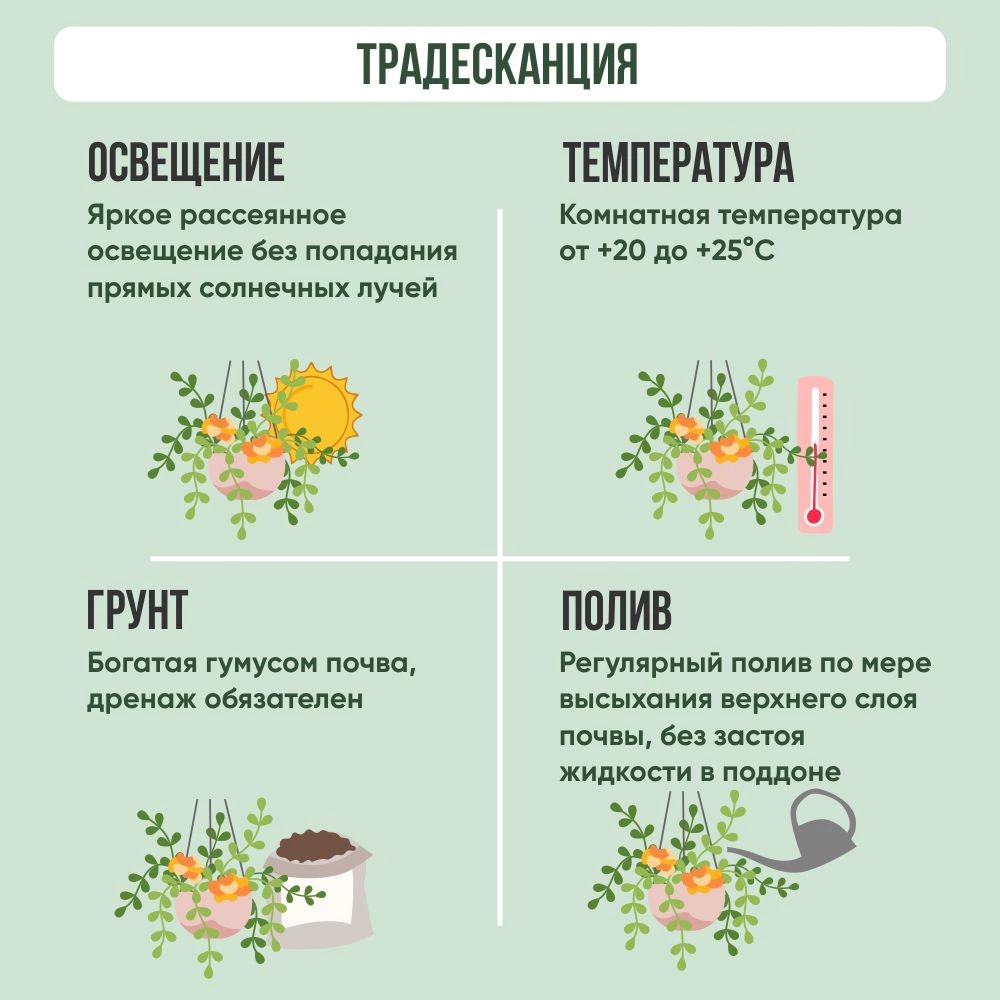 Традесканция белоцветковая подвесная d15 см