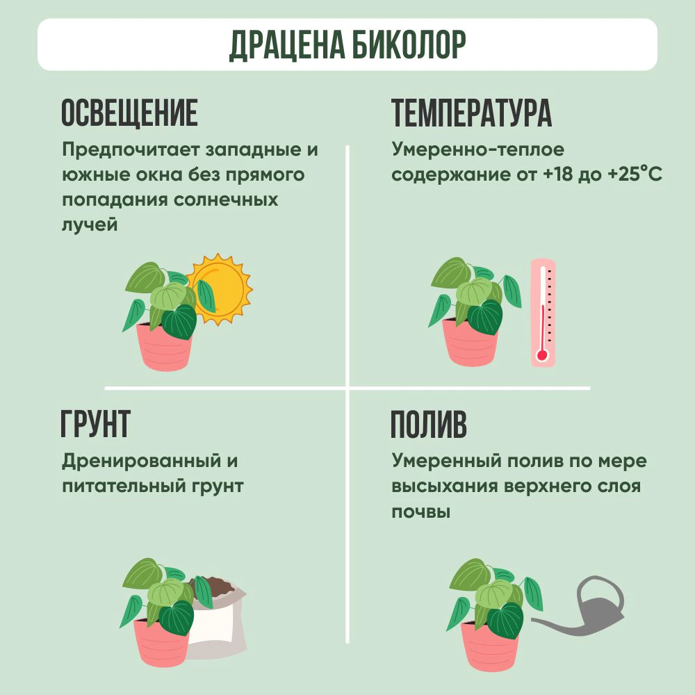 Драцена Биколор Карусель d21 см h100 см
