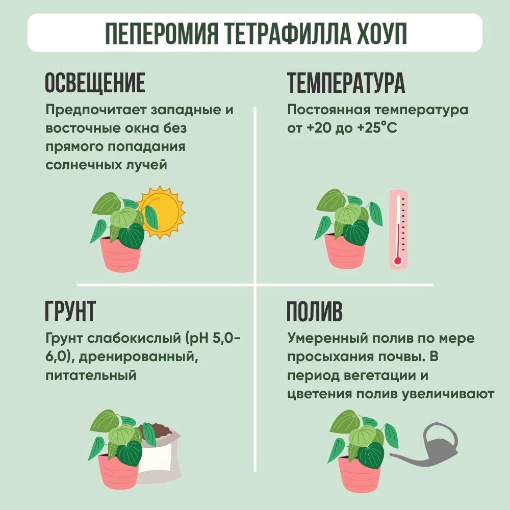 Пеперомия Тетрафилла Хоуп d8/10 см
