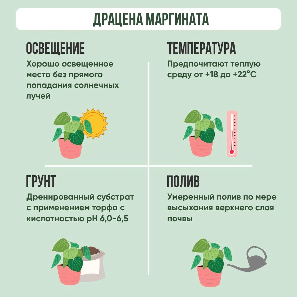 Драцена маргината Вертакт d21 см h90 см
