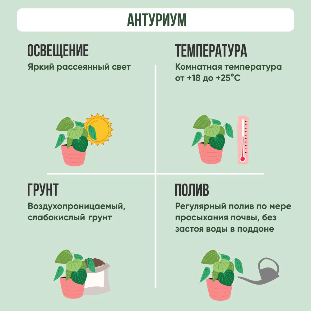 Антуриум Ариса Пинк d9 см h30 см