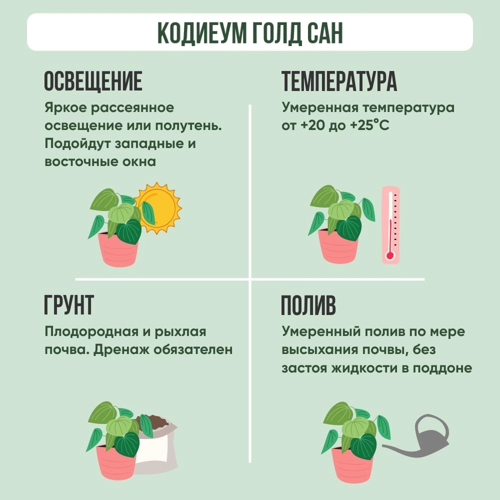 Кодиеум Голд Сан d8 см h20 см