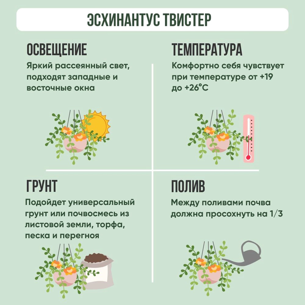 Эсхинантус Твистер d9 см h7 см
