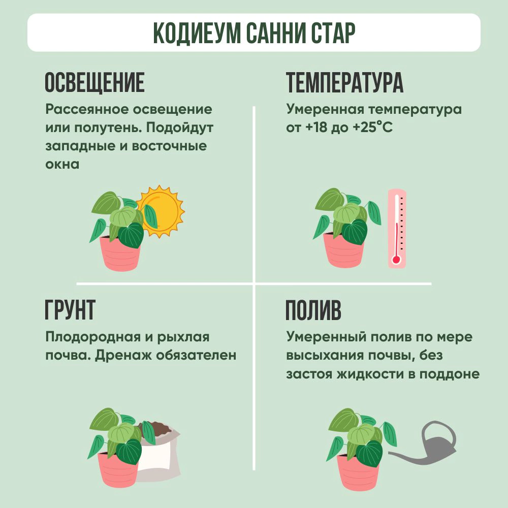 Кодиеум Санни Стар d9 см h20 см