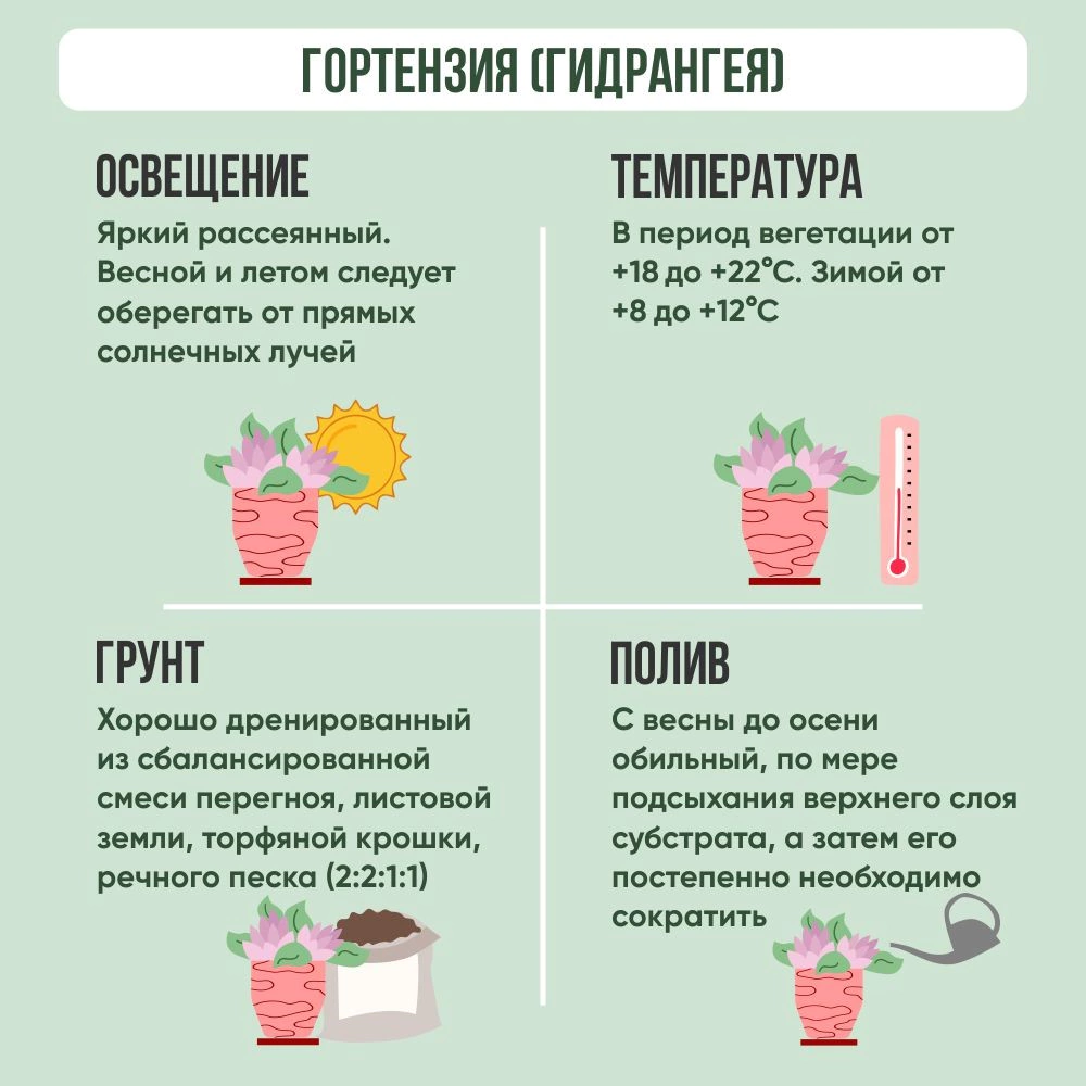 Гортензия садовая d15 см