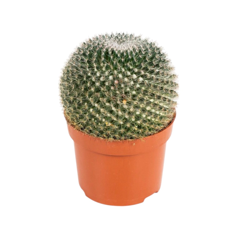 Кактус микс (шар) d9 см
