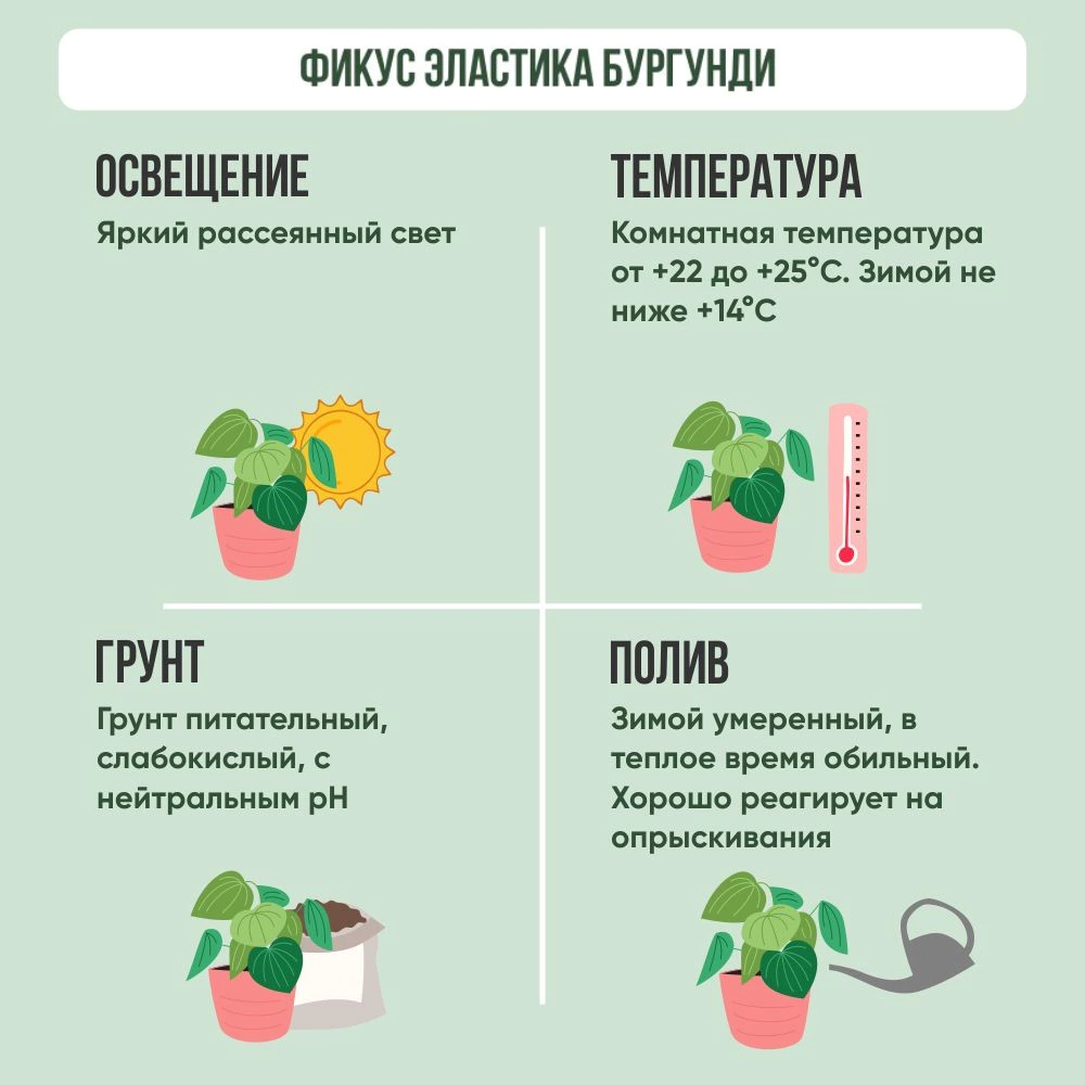 Фикус Бургунди коса d24 см h100 см