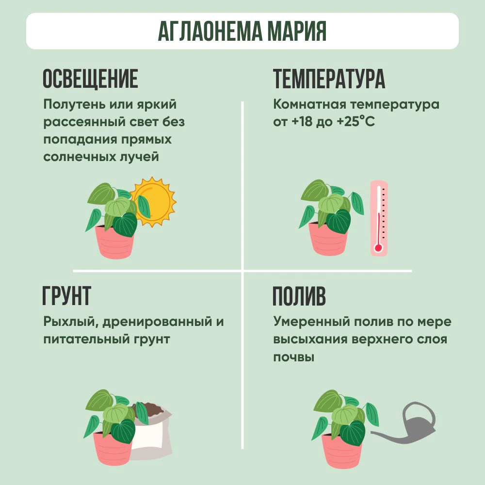 Аглаонема Мария d11/12 см h25 см