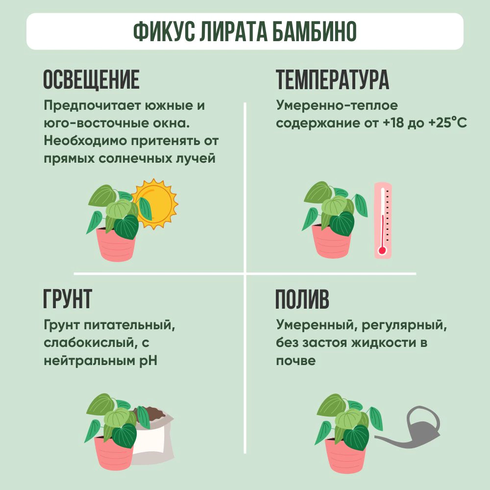 Фикус лирата Бамбино 3 ствола d17 см h60 см