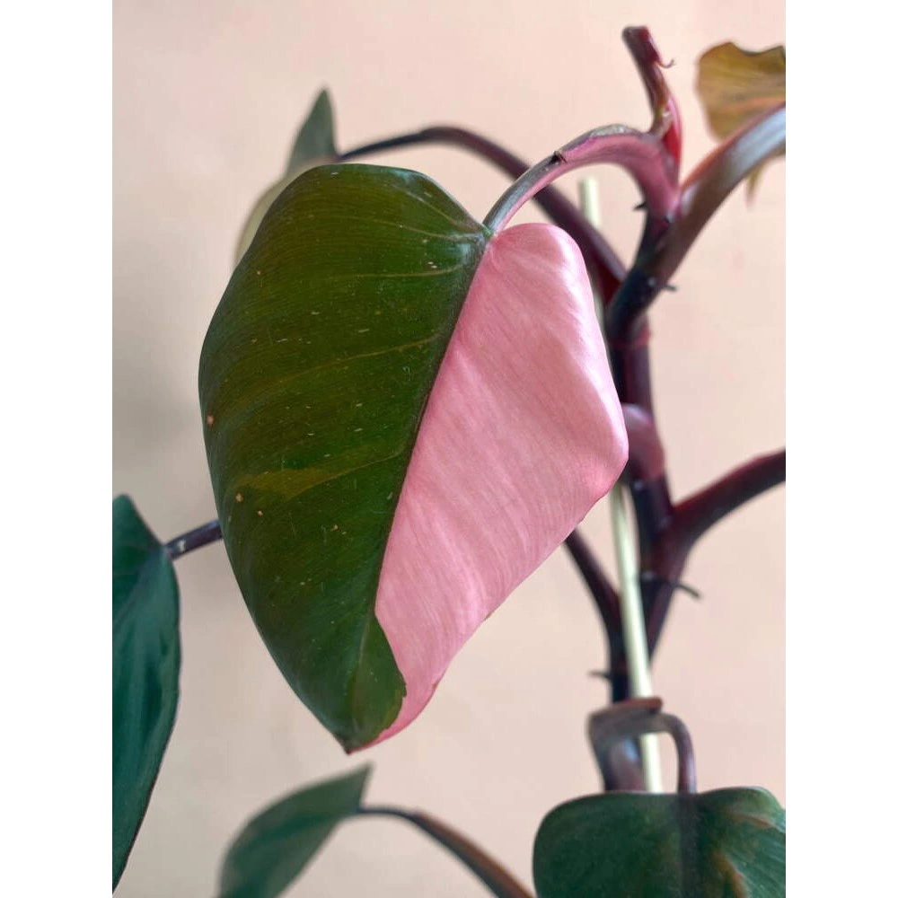 Филодендрон Пинк Принцесс d10 см