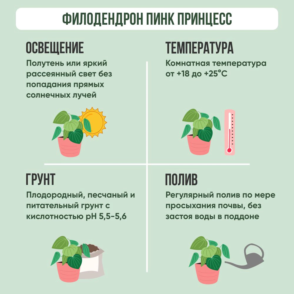 Филодендрон Пинк Принцесс d10 см