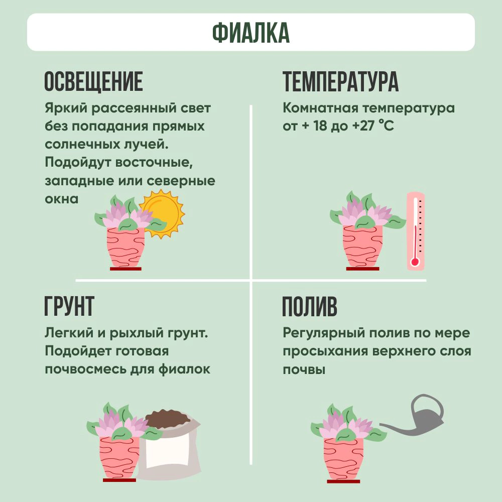 Фиалка d12 см Tim