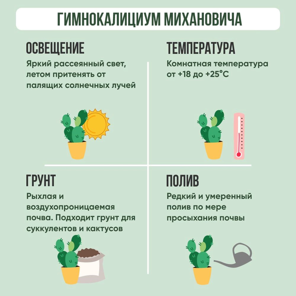 Гимнокалициум Михановича d5 см h10 см