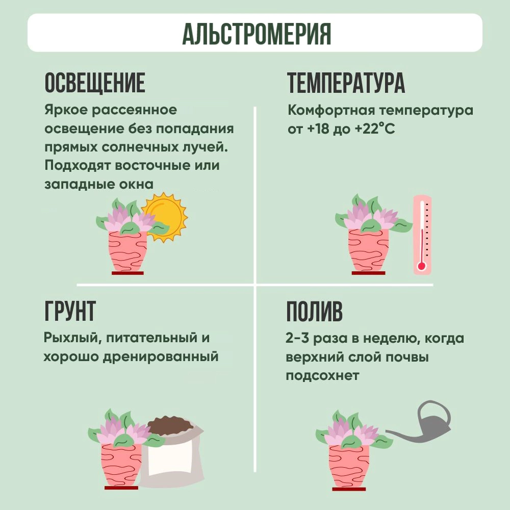 Альстромерия 2,4 л d18 см