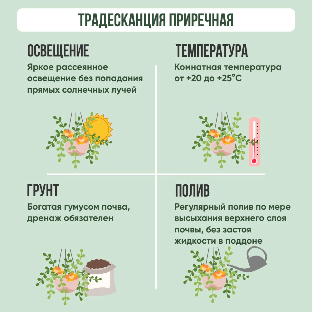 Традесканция приречная (невеста) 2,4 л