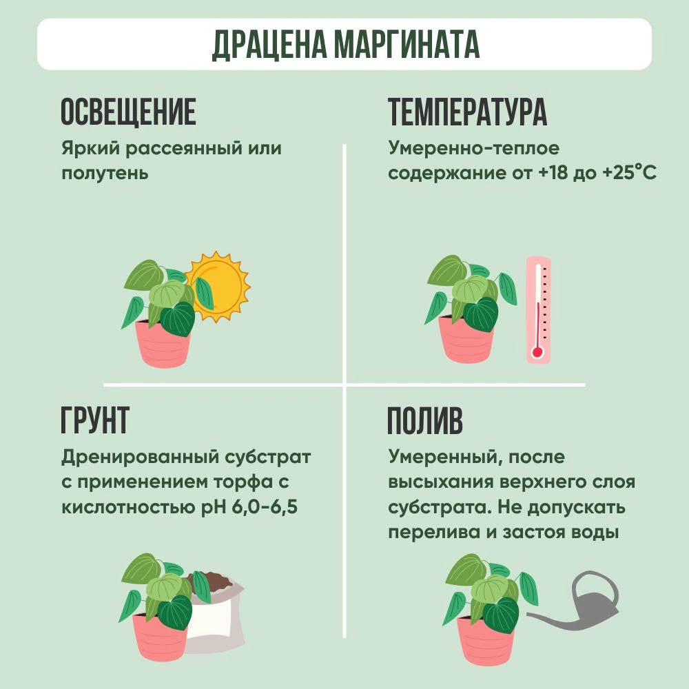 Драцена Маргината d24 см h140 см