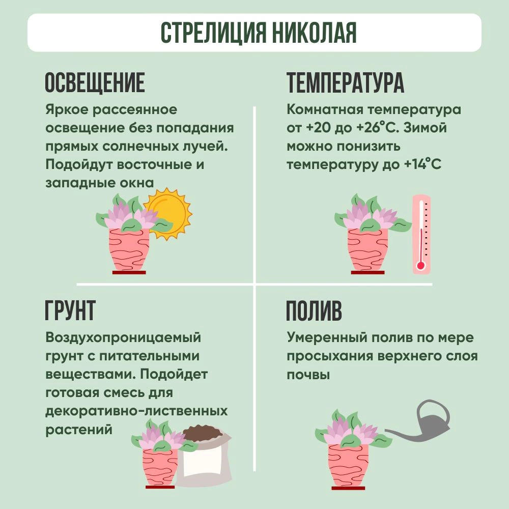 Стрелиция d27 см h180 см