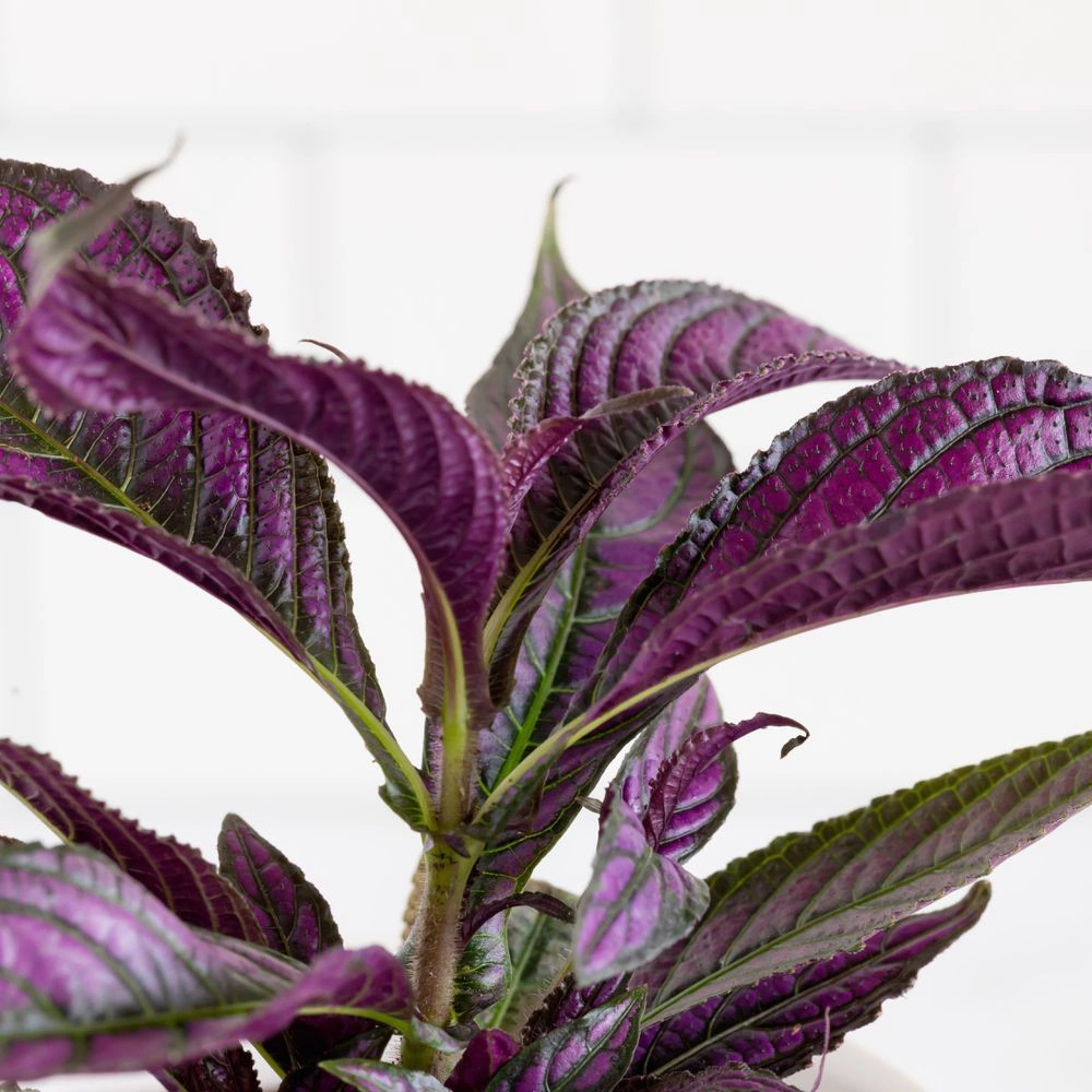 Стробилантес d10 см